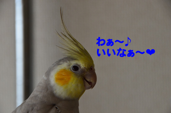 素敵だよね