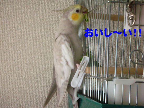 こりゃこりゃ
