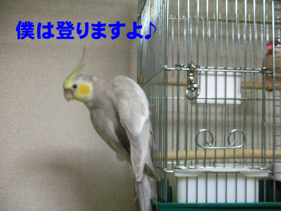 また紋のケージ!!