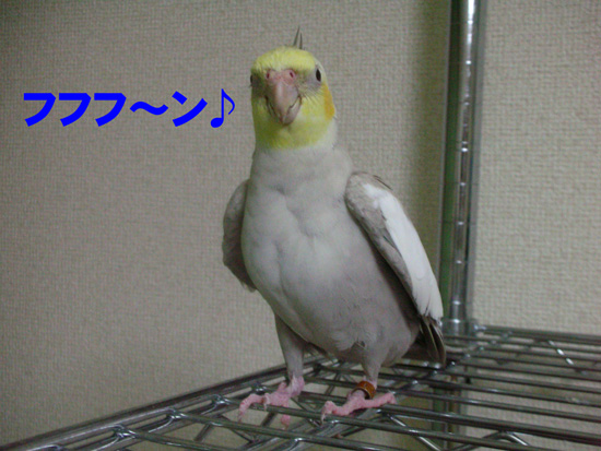 ご機嫌な風
