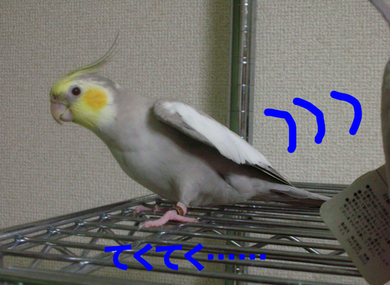 来てくれた!?
