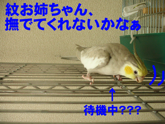 健気だなぁ