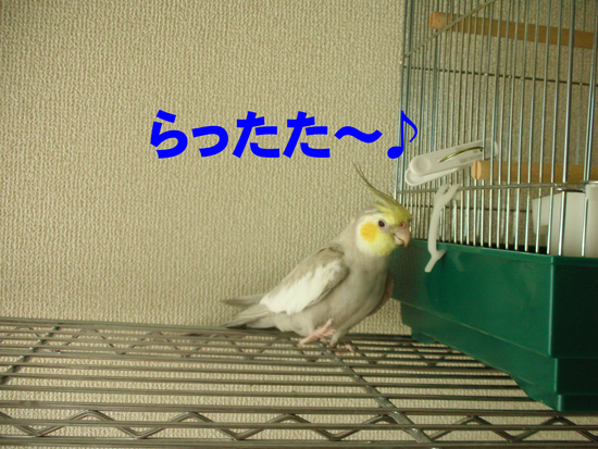 ご機嫌な足取り