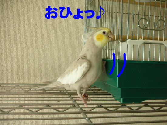 おひょじゃないよ