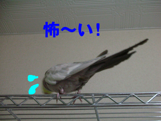 何故!?