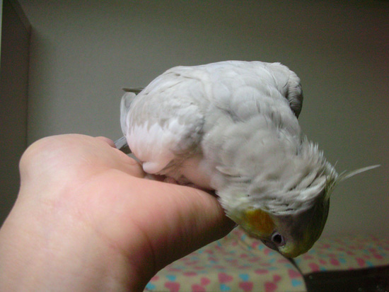 くしゃくしゃだ