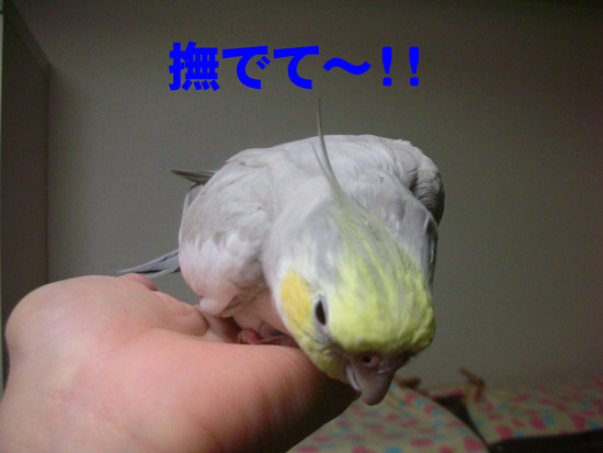 おねだりっ!?