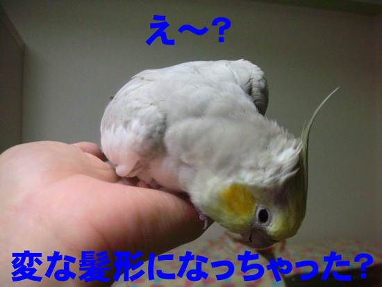 なっちゃった~
