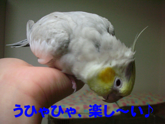 楽しいの?(笑)