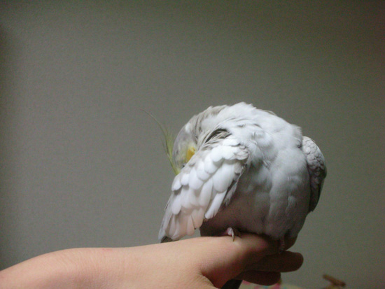梯子もカトルボーンも