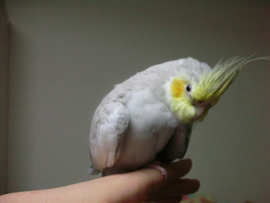 風