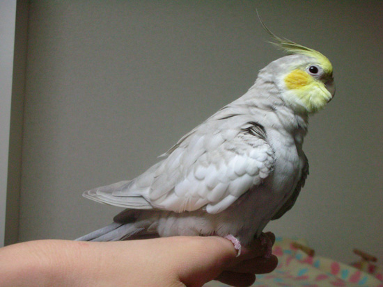 飽きたようです
