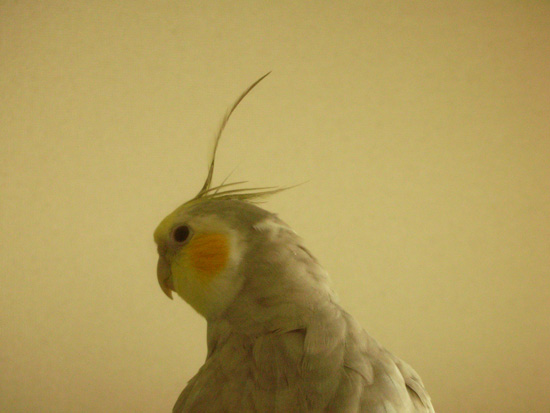 ピーン