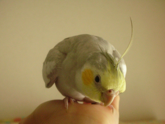 ぴろ~ん