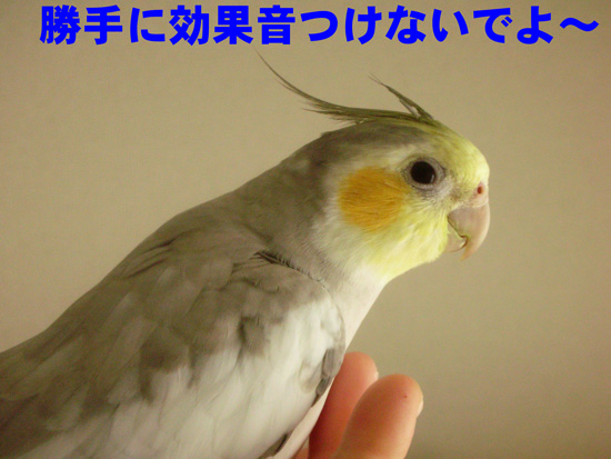 可愛かったからつい……