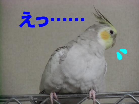 ラックが羨ましい~
