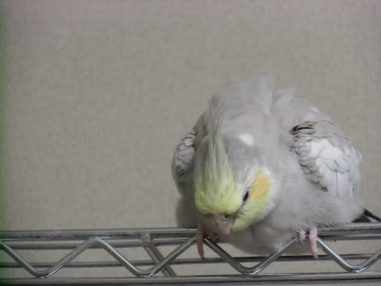 もふっ