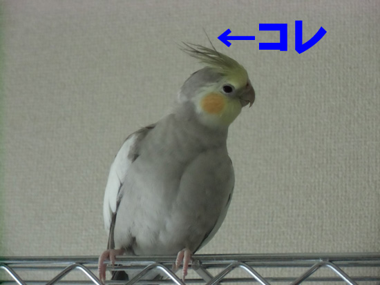 気になる