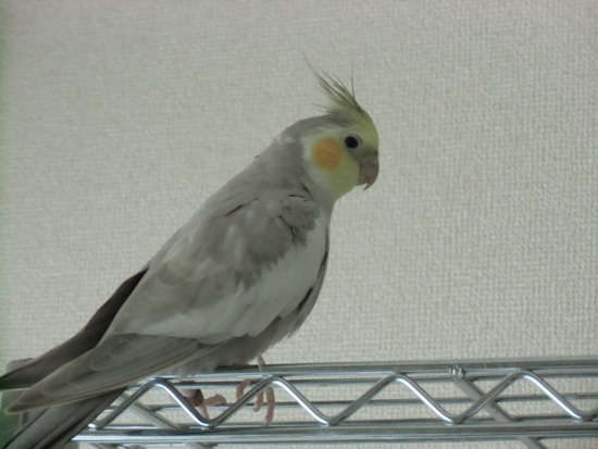 風