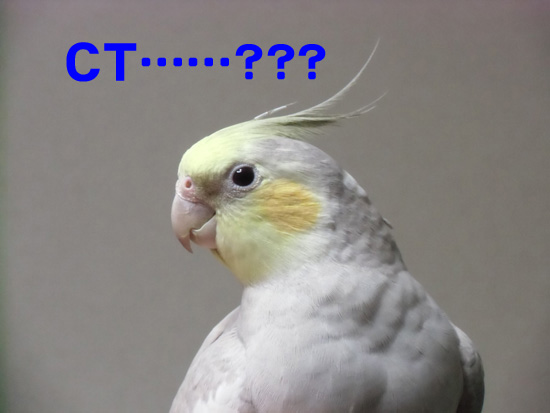 うん、CTだよ~