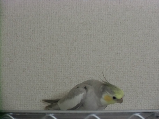 本日は病院に行きました