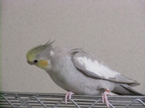 緑膿菌と闘っている風