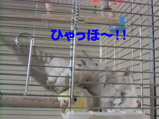 狭そうだよ