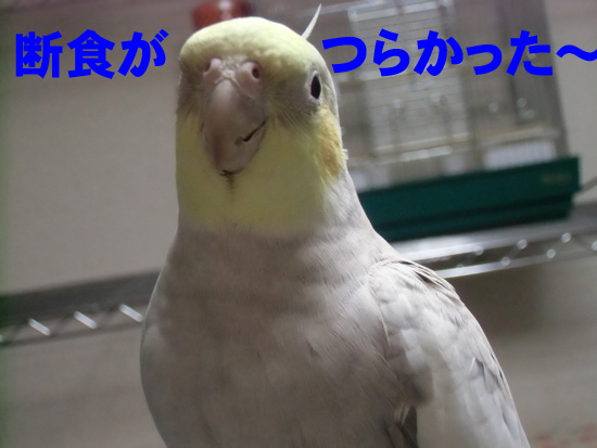 断食というほどの時間じゃな
