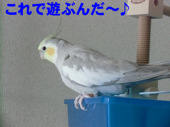 うん、遊んで