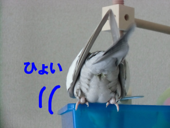 お、おちりが!!