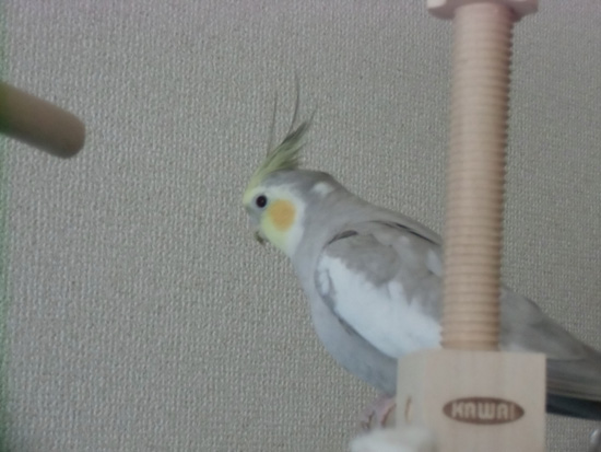結果出ました