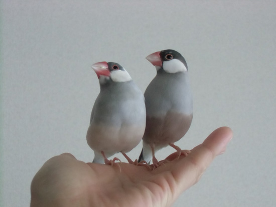 右向いて