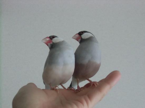 また右向いて