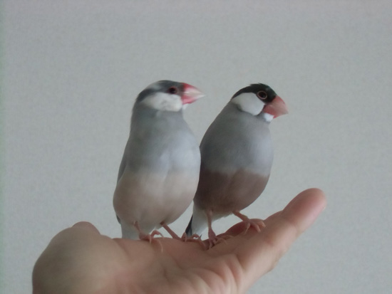左向いて