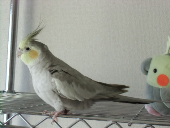 健気だなぁ