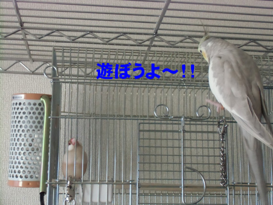 へばりつきっ