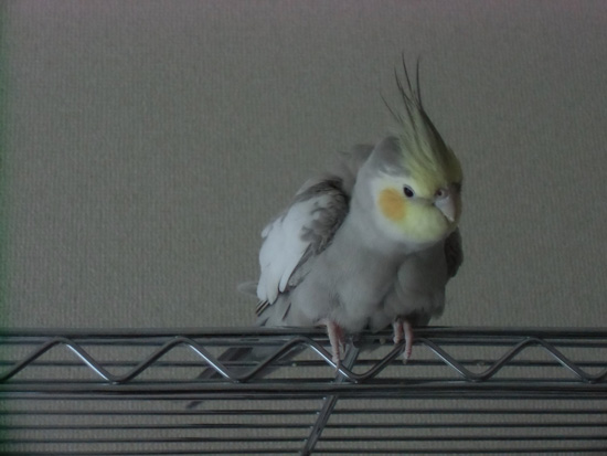 モフモフ