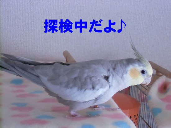 探検中