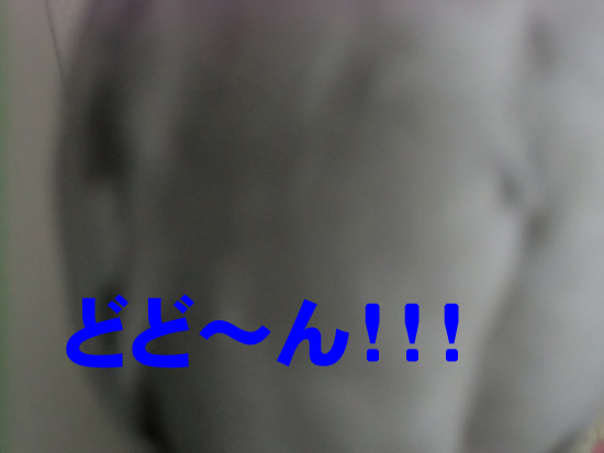 一体何を撮りたかったのか