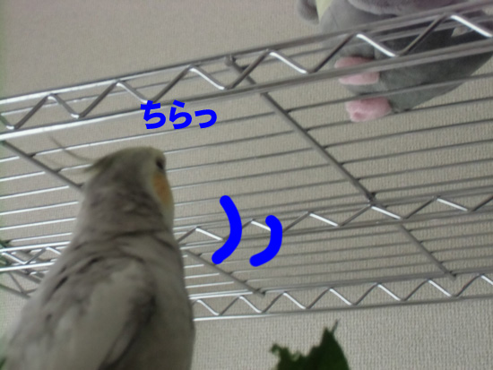 ちらっ