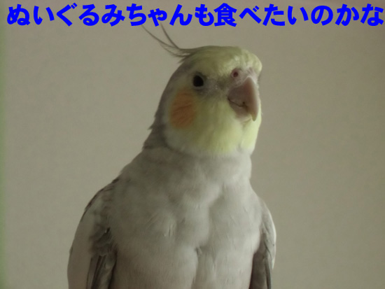 ぬいぐるみちゃんも