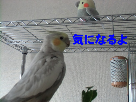 やはり気になる