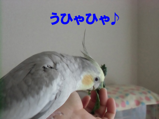明日は青梗菜だよ
