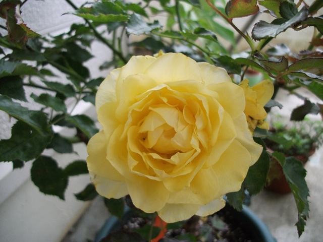 010_20130412180231.jpg