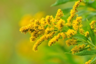 背高泡立ち草