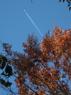 紅葉