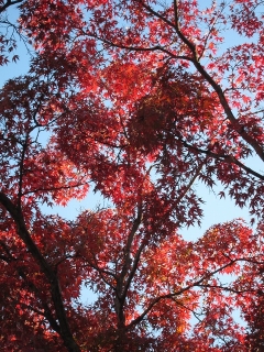 紅葉