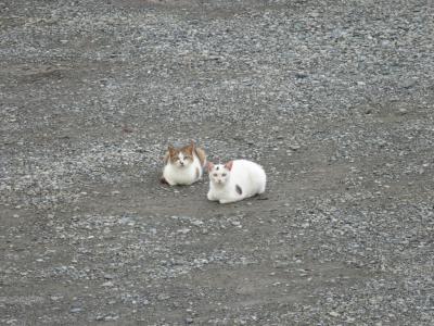 今日のネコさま３号