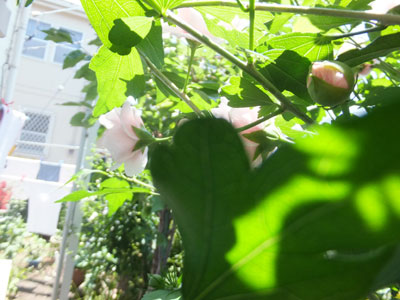 hareta7-10.jpg