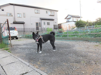 jiji8-3.jpg
